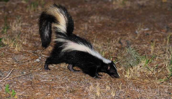 ‘Unusually friendly’ skunk tests positive for rabies in N.J. town