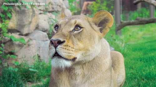 Philadelphia Zoo says goodbye to lioness loved by guests, caregivers