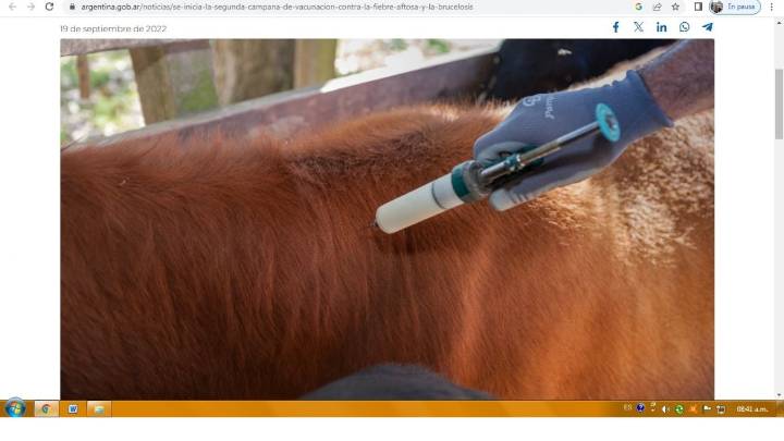 En Chivilcoy avanza la campaña de vacunación antiaftosa