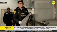 Toneladas de aletas de tiburón fueron incautadas en el Callao: iban a ser trasladadas a Asia