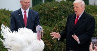 The origins of the presidential turkey pardon