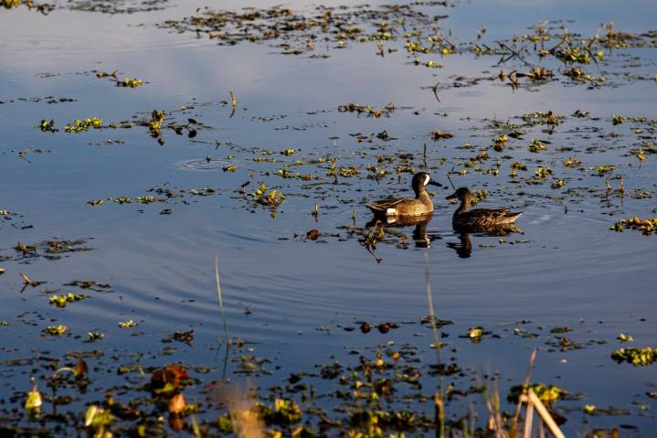Ask a real estate pro: Can HOA stop us from feeding the ducks?