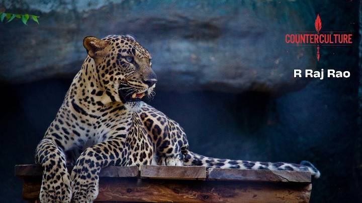 Counterculture: When Predators Strike, Only The Poor Bleed