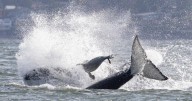Seal escapes orca hunt by jumping onto photographer's boat