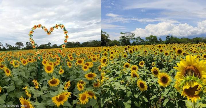 El enorme campo de girasoles a menos de una hora de Cali: un destino imperdible para tu próximo viaje