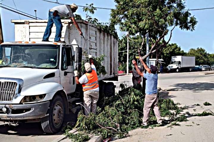 Podaron 17 árboles en la avenida Chapultepec, en Cabo San Lucas; atendieron diversas zonas