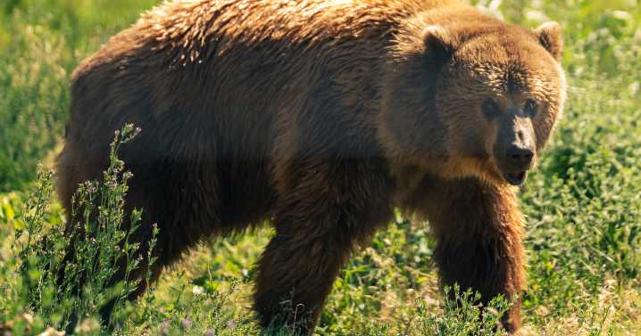 Grizzly attacks schoolchildren and teachers on a walking trail in Canada, injuring 11
