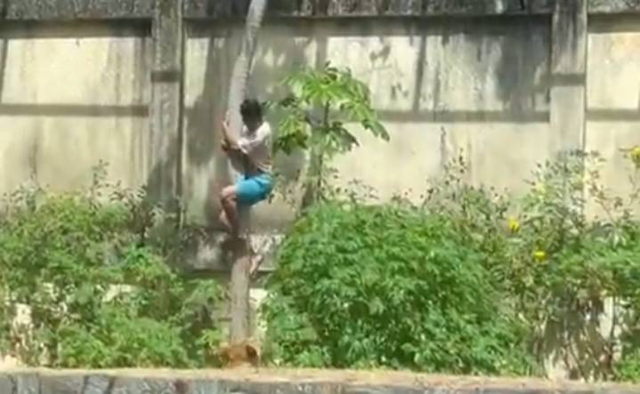 Hombre invade recinto de leona y muere atacado en zoológico de Brasil