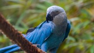 A Deadly Circovirus Has Infected Some Of The Last Remaining Spix's Macaw Parrots In The World