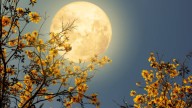 Is it a full moon tonight? When is November's Beaver Moon 2025?