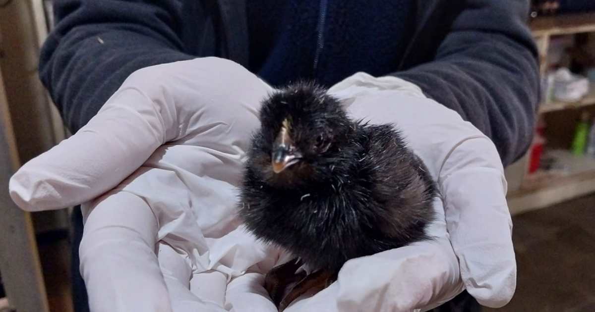 La producción avícola impulsa el desarrollo en la Patagonia Norte