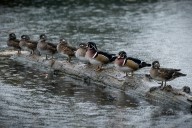 Wet, windy conditions to drench Portland through Thursday