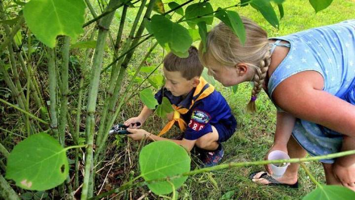 NH lawmaker maps out fight to eradicate invasive plants