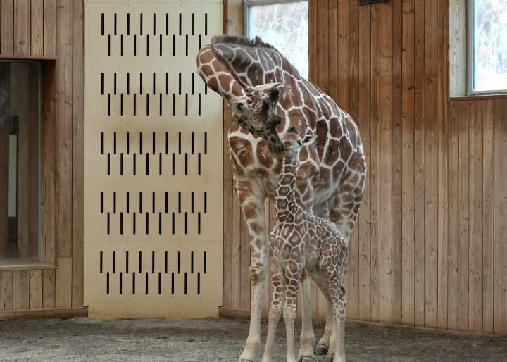 Zoo welcomes the newest member of Detroit’s most towering family