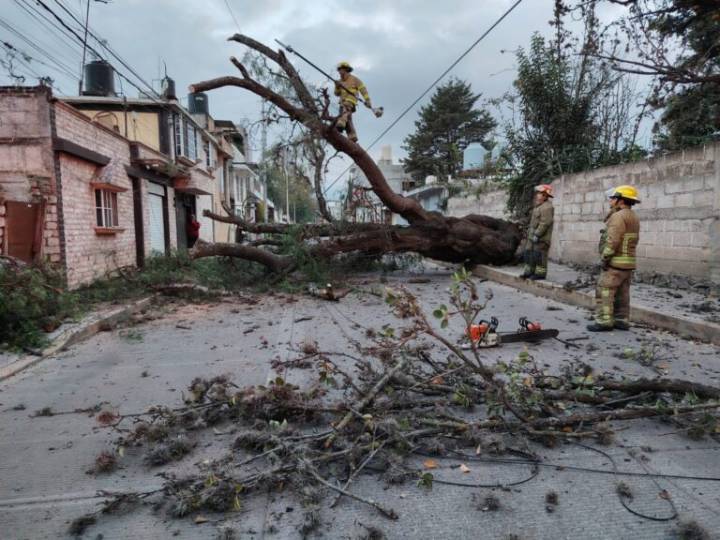 Prevalece cierre vial por caída de árbol de gran porte, en colonia Medias Tierras de Tulancingo