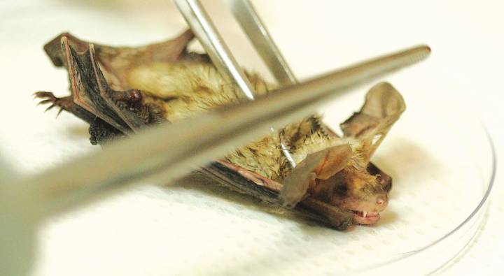 First it was the rats, now it’s rabid bats — 61 found in LA County so far in 2025