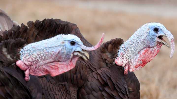 SC poultry farmers say turkey business is strong for Thanksgiving
