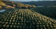 Explore 1137 acre Hopeful Ranch: a premier olive estate in NSW