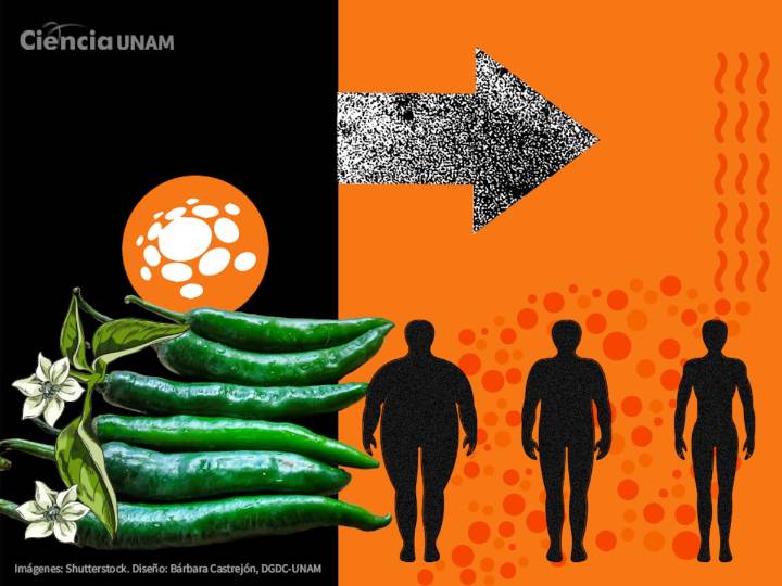 Diseñan moléculas con capsaicinas para combatir la obesidad