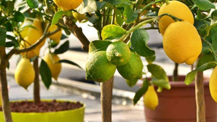 Cómo cultivar un árbol de limón en casa: cada cuánto regarlo y cuándo da los primeros frutos