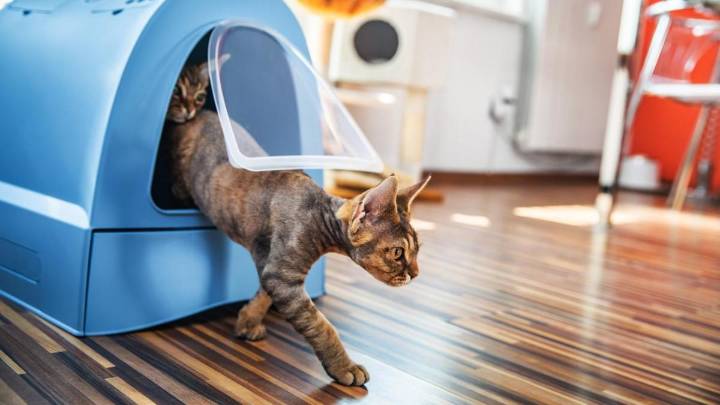 El arenero autolimpiable para gatos que todo el mundo quiere, ahora con el mismo descuento que en el Black Friday