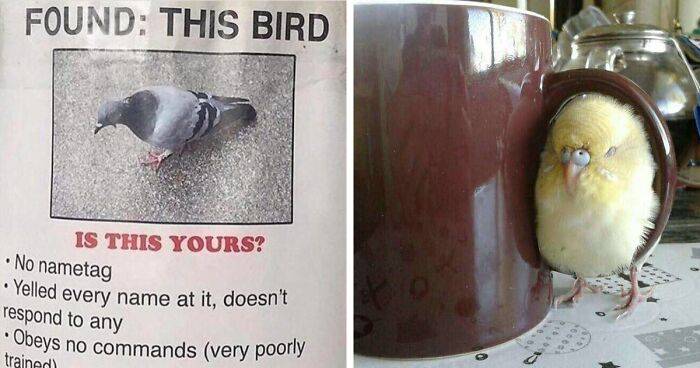 38 Hilarious Bird Posts That Were Too Good Not To Share