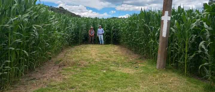 Tlaxcala lanza millonario apoyo 2026 para productores de maíz blanco