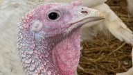 Stores keep prices down in a tough year for turkeys. Other Thanksgiving foods may cost more