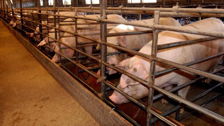 La Generalitat pide el despliegue de la UME ante el brote de peste porcina africana