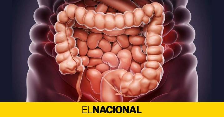 Un estudio catalán descubre cómo el cáncer colorrectal metastásico frena la inmunoterapia con un doble escudo