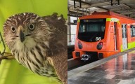 Rescatan a gavilán en metro Zapotitlán