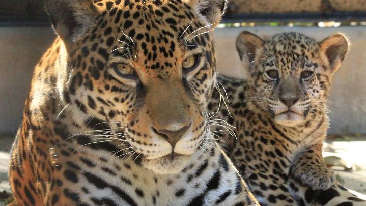 Solana is her name, and Alexandria Zoo's jaguar cub debuts this weekend