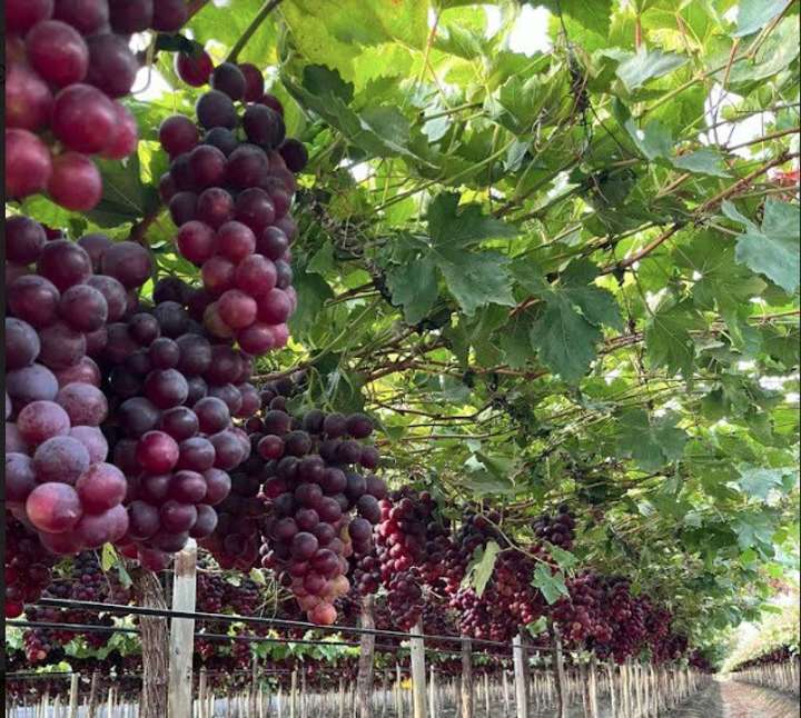 “Debilitan gravemente”. Piden a Luis Caputo mantener instrumentos para la trazabilidad en el vino