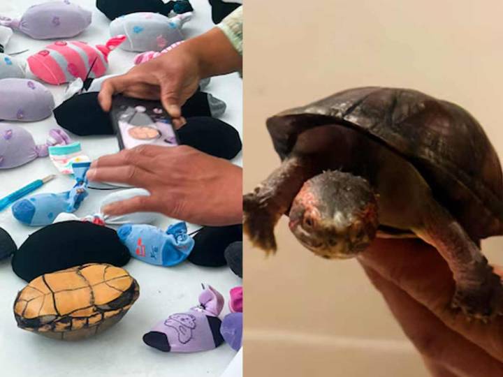 Detectan en aeropuerto de Tijuana cargamento con 774 tortugas ocultas como “cosméticos”