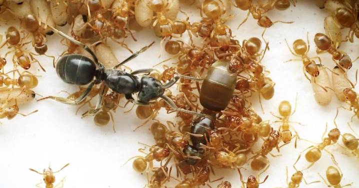 Research reveals ants use ‘chemical warfare’ to kill their queens