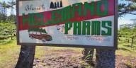 Helemano Farms gets ready for Christmas tree season in Hawaii