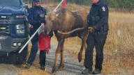 Moose set loose in northern B.C. with the help of a Canadian flag