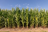 Escenario.  Cómo viene el negocio para la campaña de granos gruesos 2025/26