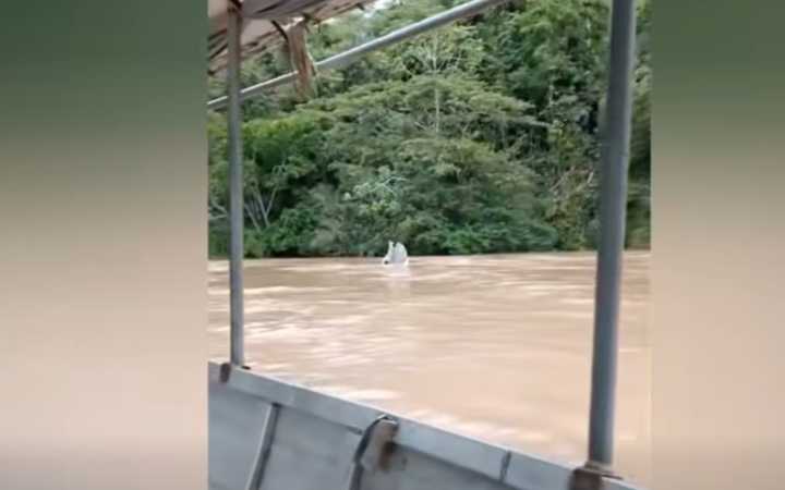 Padre y su hija de 5 años siguen desaparecidos tras naufragio en el río Huallaga