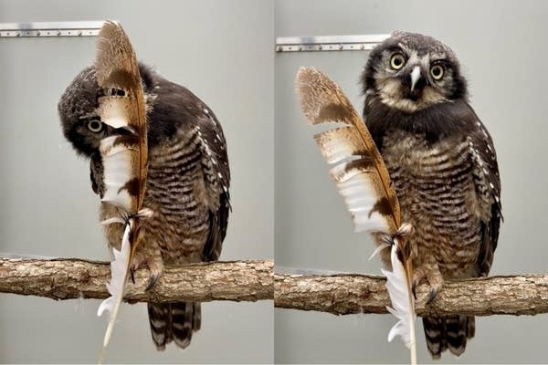 Help name the Raptor Center's new hawk owl