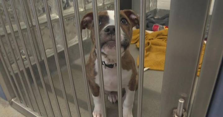 Humane Animal Rescue's "Barks and Rec" program lets people take adoptable dogs out on field trip