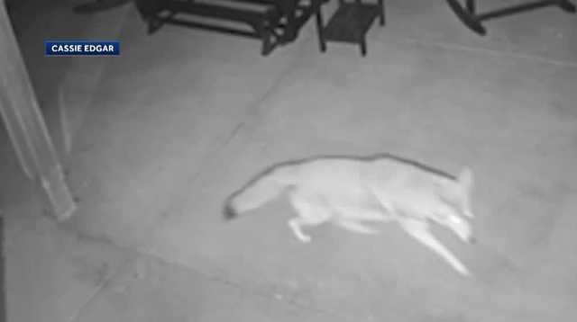 Fern Park man mourns beloved Chihuahua killed by coyote