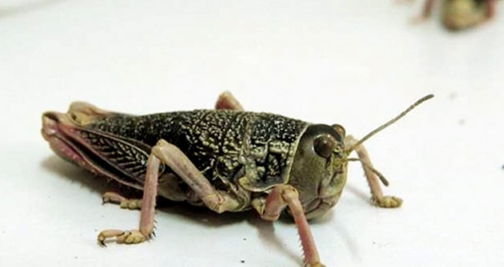 Por qué llaman “caníbal” al “tucura sapo”: el curioso comportamiento del bicho que amenaza a la Patagonia