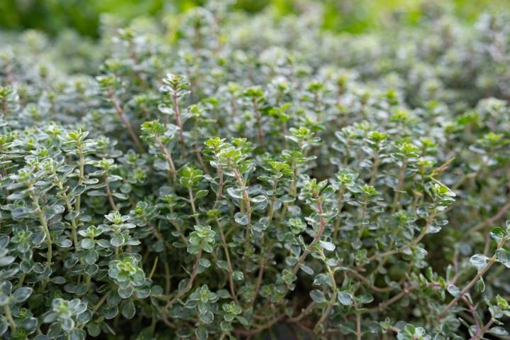 Now’s the time to plant thyme for your fall and winter garden