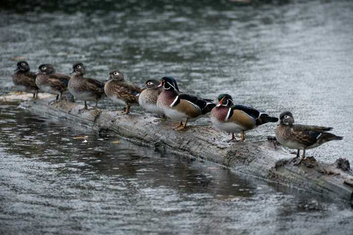 Wet, windy conditions to drench Portland through Thursday