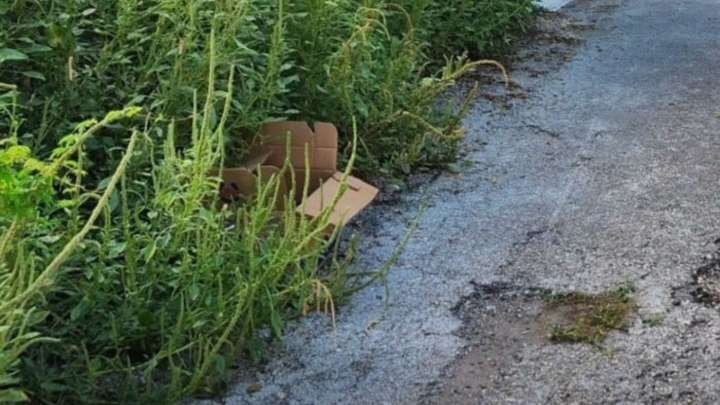 Rescuer In Texas Spots A Box In Overgrown Bushes And Finds 5 Abandoned Puppies Inside