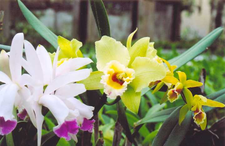 Exportación de flores peruanas crece 17% entre enero y septiembre