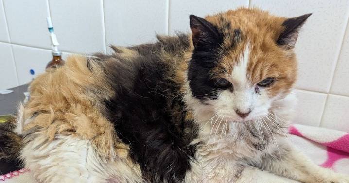 ‘Much-loved’ cat found with ‘suspicious’ injuries in Leicestershire street