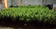 La Guardia Civil incauta más de 1.500 plantas de cannabis y desmantela una red de cultivo en Santiago