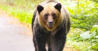 Japan bear attacks: Troops deployed to Akita after record sightings